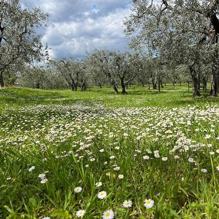 La Casa Di Demetra. Un Paradiso Tra Gli Olivi. Montecchio  Exterior foto