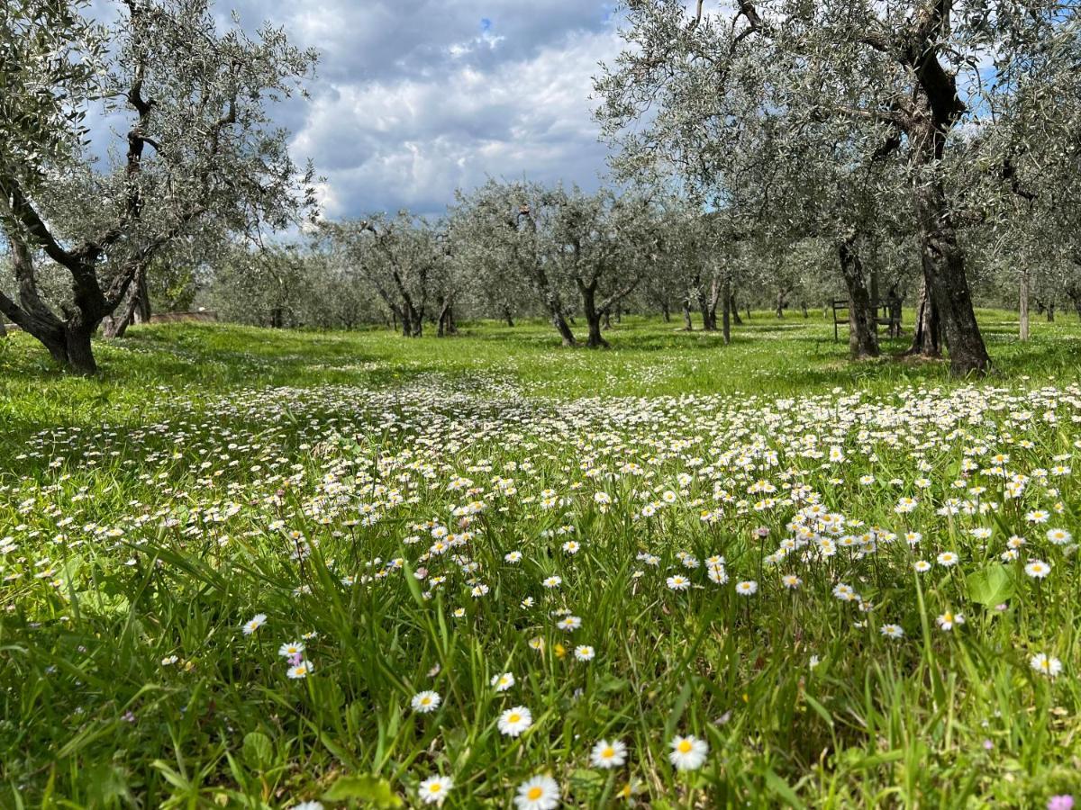 La Casa Di Demetra. Un Paradiso Tra Gli Olivi. Montecchio  Exterior foto